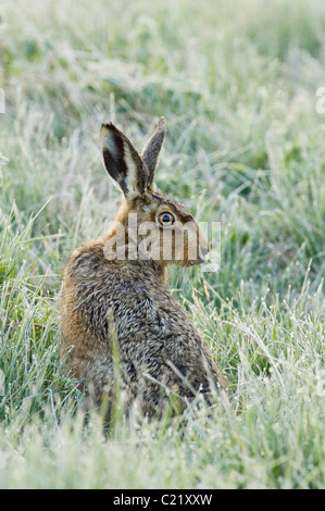 Brown hare (Lepus europaeus) Elmley marshes RSPB reserve, Kent, UK Stock Photo