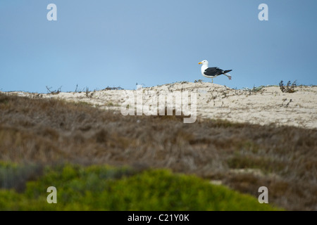 Kelp Gull Larus dominicanus, at Strandfontein Sewage Works, the best birding spot in Cape Town South Africa Stock Photo