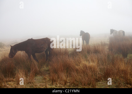Lundy ponies grazing in thick fog on Lundy Island, Devon, England UK in March Stock Photo