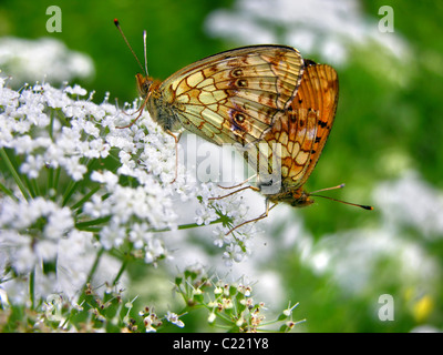 Lesser Marbled Fritillary - Brenthis ino   mating butterflies on the spring meadow Stock Photo