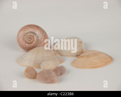 Shells and pebbles Stock Photo