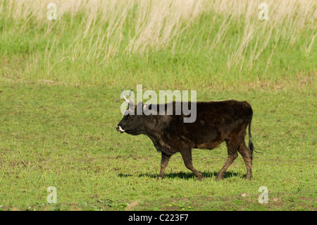 Heck cattle (Bos taurus) Oostvaardersplassen, Netherlands Stock Photo