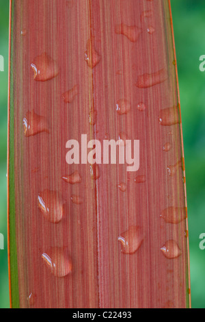 Phormium 'Jester' New Zealand flax Water drops on leaves June Stock Photo