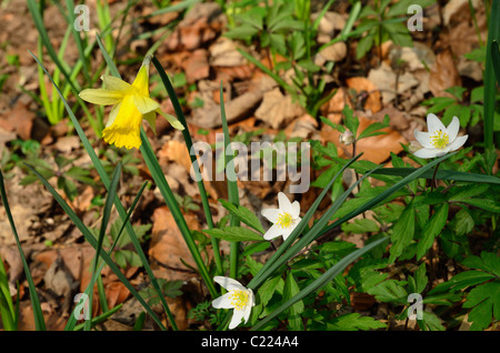 Wild Daffodil and Wood Anemones at Dunsford Wood, a Devon Wildlife Trust Reserve Stock Photo