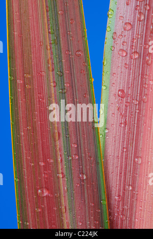 Phormium 'Jester' New Zealand flax Water drops on leaves June Stock Photo