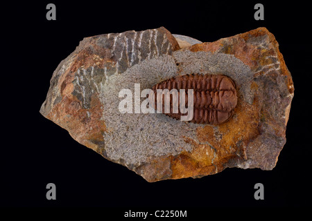 Fossil Trilobite (Placoparia) - Morocco - Age - Ordovician - Elkaid Errami - Morocco Stock Photo