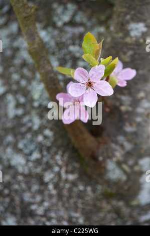 Prunus cedrasifera Lindsayae. Cherry plum. Cherry tree blossom Stock Photo