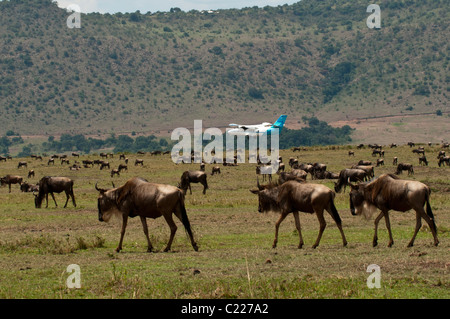 Airplane landing on Masai Mara airstrip, Masai Mara, Kenya. Stock Photo