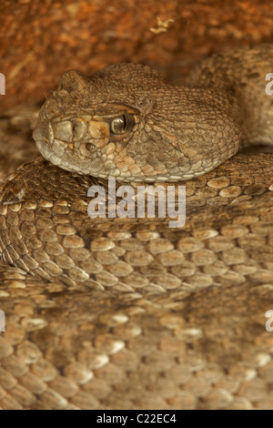 Western Diamond-backed Rattlesnake(s) (Crotalus atrox) -Arizona – USA - Sonoran Desert - Emerging from winter hibernation site Stock Photo