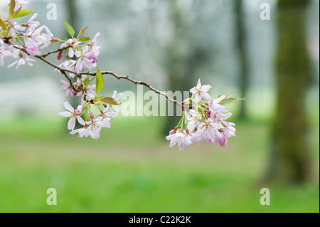 Prunus x subhirtella 'Stellata'.  Prunus 'Pink Star' . Cherry tree blossom Stock Photo