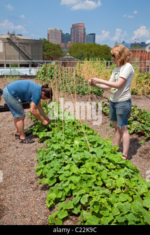 Eagle Street Rooftop Farm is a 6,000 sq ft rooftop urban farm in Greenpoint, Brooklyn Stock Photo