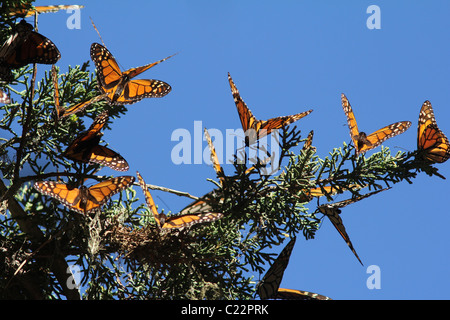 Monarch butterfly Overwinter site Pacific Grove California Stock Photo