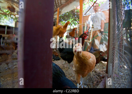 Edendale Farm is a model of permaculture and urban farming, Silver Lake, Loo Angeles Stock Photo