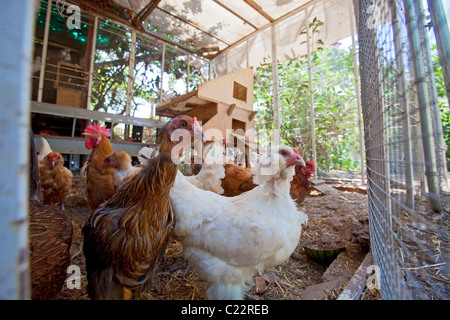 farm california poultry chickens alamy edendale permaculture farming urban model