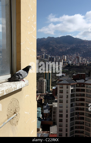 Feral pigeon ( Columba livia ) on window sill outside high rise apartment building , La Paz , Bolivia Stock Photo