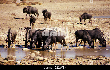 Brindled Gnu ( Connochaetes taurinus taurinus) also known as blue Wildebeests gather at waterhole in Etosha NP, Namibia, Africa Stock Photo