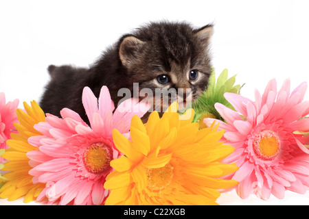 Little four week old black and beige striped kitten with colorful daisies on a white background Stock Photo