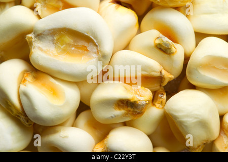 A macro close-up of white corn kernels, some partially broken to reveal the inner starchy and gelatinous texture. The kernels are pale cream to off-white with subtle yellowish-orange hues near the Stock Photo