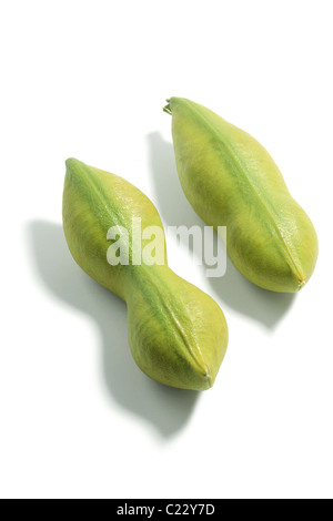 Black Bean Seed Pods Stock Photo