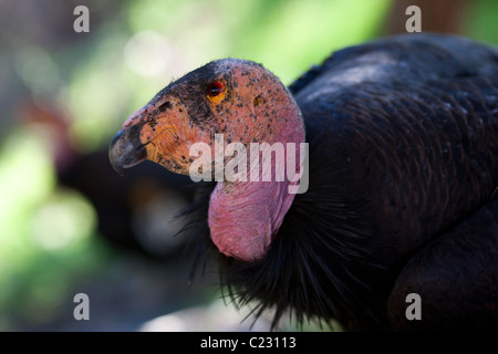 The endangered California condor. Only about 200 condors are left in the wild. This one was spotted near Big Sur, Monterey County, California, USA. Stock Photo