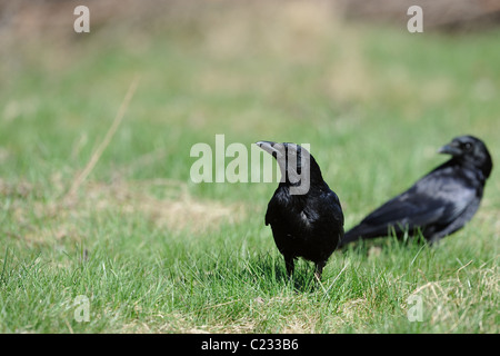 Carrion crow - Eurasian crow (Corvus corone) pair looking for food on the ground - spring Stock Photo