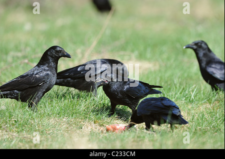 Carrion crow - Eurasian crow (Corvus corone) flock feeding on a carrion - spring Stock Photo