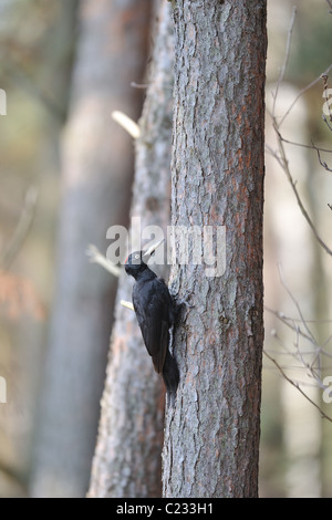 Black woodpecker (Dryocopus martius) female climbing on a pine tree trunk Stock Photo