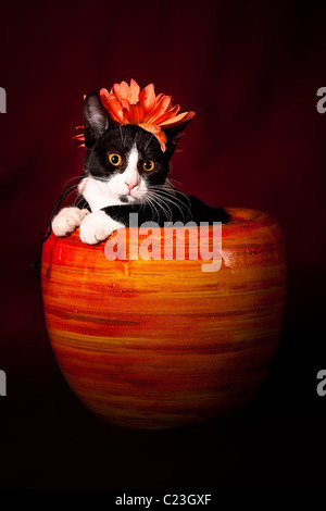 Cat in a jar, with a flower on the head. Stock Photo