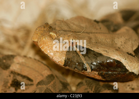 Gaboon Viper (Bitis gabonica), Uganda. It's the heaviest viper and has the longest fangs and highest venom yield of any snake Stock Photo