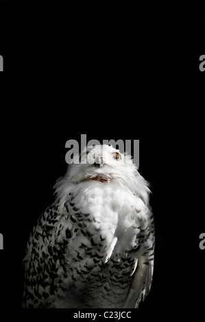 Snowy Owl (Nyctea scandiaca) - single adult female in close-up - Autumn, Burger's Zoo - The Netherlands, Western Europe, Europe Stock Photo