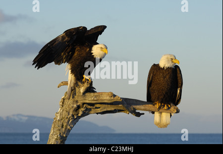 Two mature Bald Eagles  sit and landing on a dead tree trunk at the beach of the Kachemak Bay near Homer in Alaska Stock Photo
