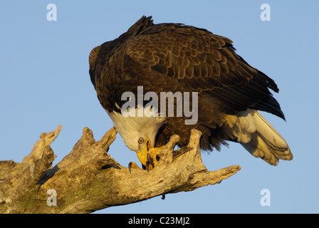 Mature Bald Eagles sitting on a dead tree trunk eating some fish at the beach of the Kachemak Bay near Homer in Alaska Stock Photo