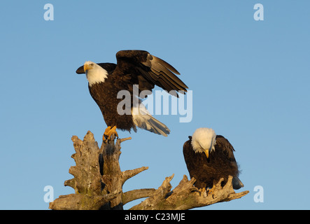 Two mature Bald Eagles  sit and landing on a dead tree trunk at the beach of the Kachemak Bay near Homer in Alaska Stock Photo