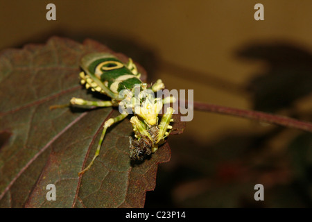 A praying mantis (Spiny Flower Mantis, Pseudocreobotra wahlbergii) eating a spider