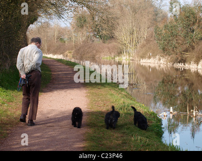 Old man walking three dogs along the canal towpath, The Grand Western Canal, Tiverton, Devon, UK Stock Photo
