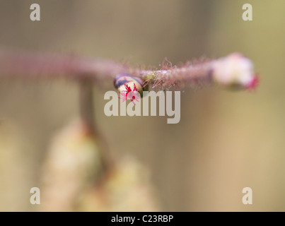 Common Hazel  (Corylus avellana) female red flower Stock Photo