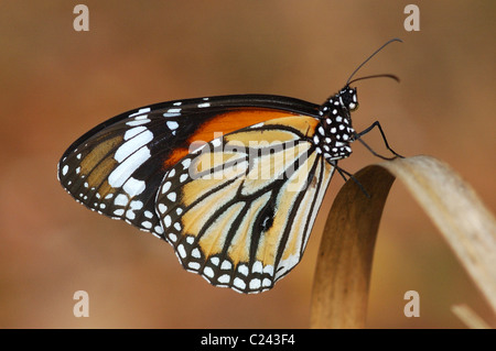 Common Tiger Butterfly resting on a grass blade in the monsoon forest of Khao Yai National Park Thailand Stock Photo