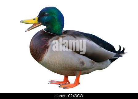 Cut-out of a male Mallard Duck (anas platyrhynchos) calling Stock Photo