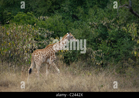 Rothschild Giraffe Calf, Giraffe Manor, Nairobi, Kenya, Africa Stock Photo