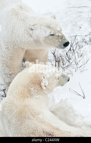 Two Polar Bears, Ursus maritimus, Wapusk National Park, near Hudson Bay, Cape Churchill, Manitoba, Canada Stock Photo