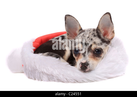 Cute little unique black spotted chihuahua with one blue eye and one brown laying inside a christmas santa hat Stock Photo