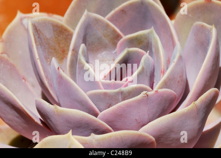 Detail of a pink Echeveria succulent plant Stock Photo