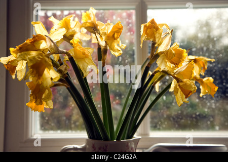 Dying bunch daffodils vase window sill Stock Photo