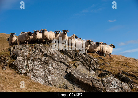 Flock of Scottish Blackface ewes on hill prior to lambing. Stock Photo