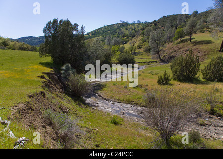 River embankment in a Coastal Range cattle ranch in central CALIFORNIA Stock Photo