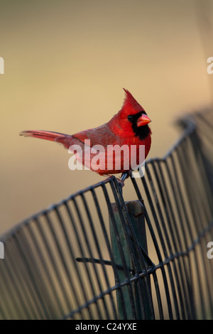 Adult male Northern Cardinal (cardinalis cardinalis) perched on a fence in New York City's Central Park Stock Photo