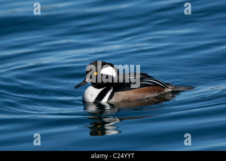 Adult male Hooded Merganser (Lophodytes cucullatus) swimming in the Reservoir in New York City's Central Park Stock Photo