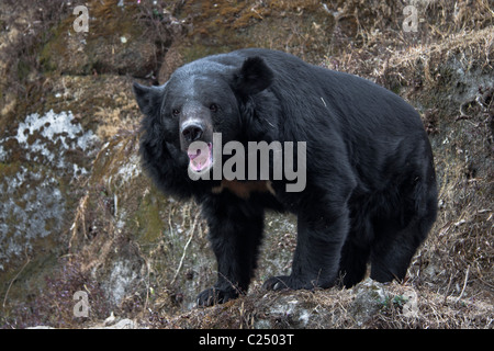 The Asian black bear (Ursus thibetanus), known as 'Kala Bhalu' in Hindi, at the Padmaja Naidu Himalayan Zoological Park in Darje Stock Photo