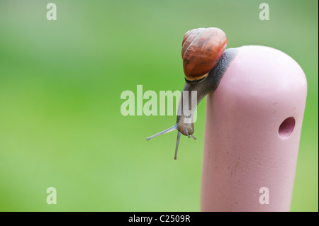 Small garden snail on a pink garden fork handle. UK Stock Photo