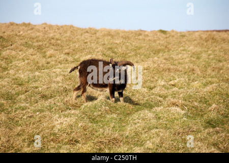 Soay sheep, Ovis aries, on Lundy Island, Devon, England UK in March Stock Photo